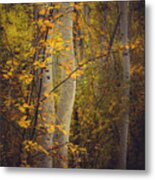 A Forest Of My Dreams Metal Print