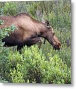 A Hungry Alaskan Lady Moose Metal Print