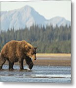 A Large Coastal Brown Bear In Alaska Walks Across A Tidal Delta Metal Print