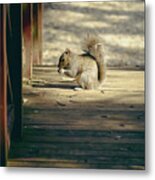 A Little Squirrel On A Bridge Metal Print