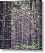 A Look Through The Spruce Metal Print