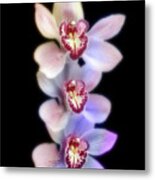 A Lovely Orchid Trio Metal Print