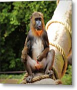 Mandrillus Sphinx Sitting On The Trunk Metal Print