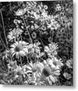 A Meadow Of Daisies In Black And White Metal Print