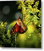 A Monarch Butterfly Metal Print