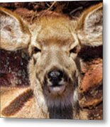 A Mule Deer Metal Print