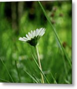 A One Daisy In The Middle Of Grassland. View Is From Down Heading Up. Springtime And Summer Come To Our Lands Metal Print