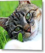 A Part Of Body Of Domestic Cat Lying In Grass And Looking On Camera In Right Moment Metal Print