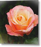 A Perfect Rose For Any Occasion Metal Print