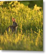 A Rabbit At Sunset. Metal Print
