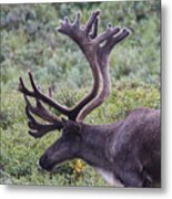 A Reindeer In Denali National Park. Metal Print