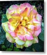 A Rose In The Rain Ii Metal Print