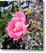 A Rose Is A Rose Metal Print