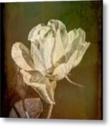 A Rose Is Still A Rose Whatever Its Colour Metal Print