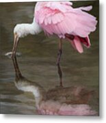 A Roseate Spoonbill Reflection Metal Print