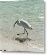 A Snowy Egret Feeds On A Shrimp Along Wiggins Pass At Barefoot B Metal Print