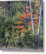 A Splash Of Red In The Evergreen Croatan Forest Metal Print