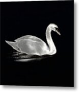 A Swan At Night On The Lake Metal Print