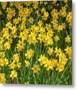 A Thousand Lights Of Daffodil Metal Print