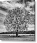A Tree In Winter In Black And White Metal Print