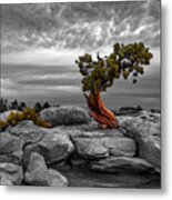 A Tree With Character Metal Print