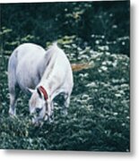 A White Horse Grazes On A Meadow Ii Metal Print