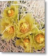 Above It All - Flowering Barrel Cactus Metal Print