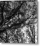 Abstract Autumn Sunlit Tree Branches - Mono Metal Print