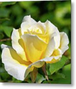 Adobe Sunrise Rose, 5404 Metal Print