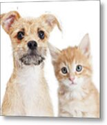 Adorable Orange Kitten And Puppy Closeup Metal Print