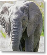African Bush Elephant, Loxodonta Africana. Metal Print