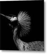 African Crowned Crane In Black And White Metal Print