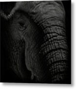 African Elephant #2 Metal Print