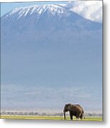 African Elephant Walks Across The Grassland Of Amboseli National Park, Kenya. A Snow Covered Mount Kilimajaro Can Be Seen In The Background. Metal Print