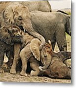 African Elephants, Loxodonta Africana. Calves Lie Down To Sleep While Others Attempt To Play With Sleeping Individual. Amboseli National Park Kenya. Dist. Sub-saharan Africa Metal Print