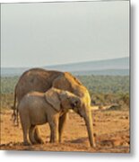 African Elephants, Mother And Son ,  Drinking At Sunset Metal Print