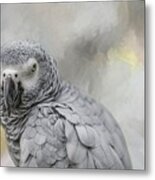 African Grey Parrot Portrait Metal Print