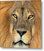 African Lion Portrait Wildlife Rescue Metal Print