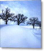 After The Storm - Oak Trees With Snowdrift After A Snowstorm Metal Print