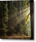Afternoon Light, Roy's Redwoods Metal Print