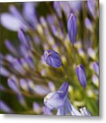 Agapanthus Buds To Flower Metal Print