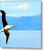 Albatross Flying Over Otago New Zealand Metal Print