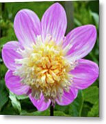 Alden Pearl Dahlia, 2 Metal Print