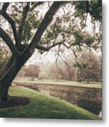 Allentown Tree By The Pond Metal Print
