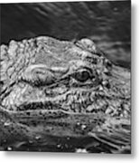 Alligator Eye Metal Print