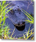 Alligator Lurking Metal Print