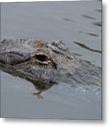 Alligator With Dragonfly Metal Print