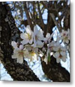 White Flowers In The Penumbra Of The Almond Tree Metal Print
