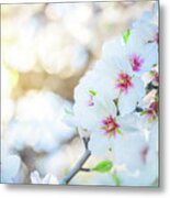 Almond Tree Bloom Metal Print