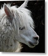 Alpaca Lama Pacos Portrait Metal Print